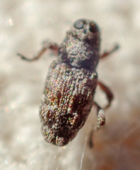 Cylindrocopturus