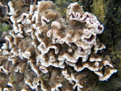 Chondrostereum purpureum image
