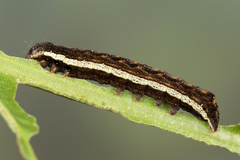Dypterygia scabriuscula