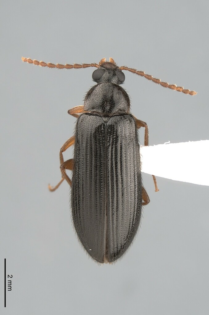 Mycetochara bicolor