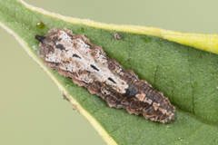 Meligramma triangulifera