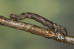 Odontopera bidentata