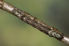 Odontopera bidentata