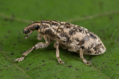 Cyphocleonus dealbatus