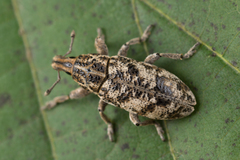 Cyphocleonus dealbatus