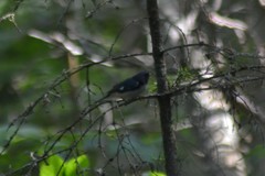 Setophaga caerulescens caerulescens