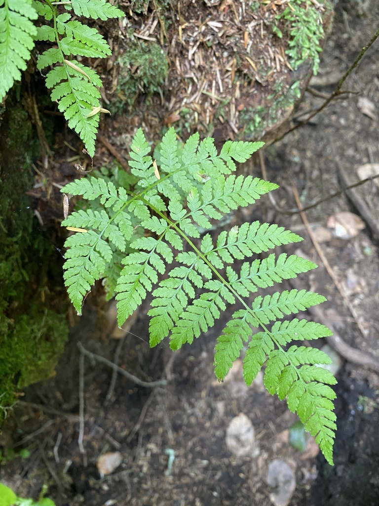 spreading wood fern from Cowichan Valley, BC, Canada on June 24, 2023