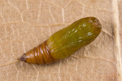 Eupithecia virgaureata