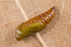Eupithecia virgaureata