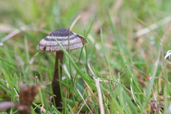 Entoloma perzonatum