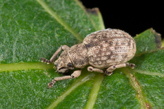 Strophosoma capitatum