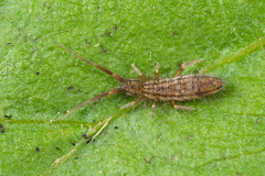 Orchesella flavescens