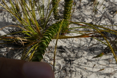 Rhigiophyllum squarrosum