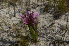 Rhigiophyllum squarrosum