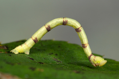 Electrophaes corylata