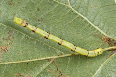 Electrophaes corylata