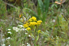Solidago ohioensis