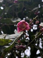 Bulletwood (Eschweilera)