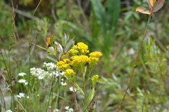 Solidago ohioensis