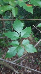 Serjania lucida