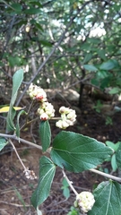 Varronia polycephala