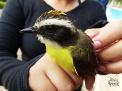 Myiozetetes cayanensis