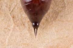 Melanchra persicariae
