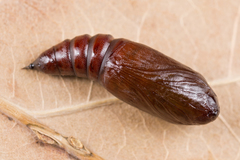 Melanchra persicariae