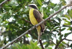 Myiozetetes cayanensis