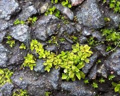 Syntrichia latifolia
