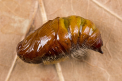 Calliteara pudibunda