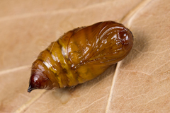 Calliteara pudibunda