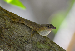 Guantanamo Anole photo 3