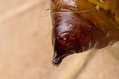 Calliteara pudibunda