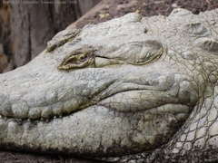 Crocodylus intermedius