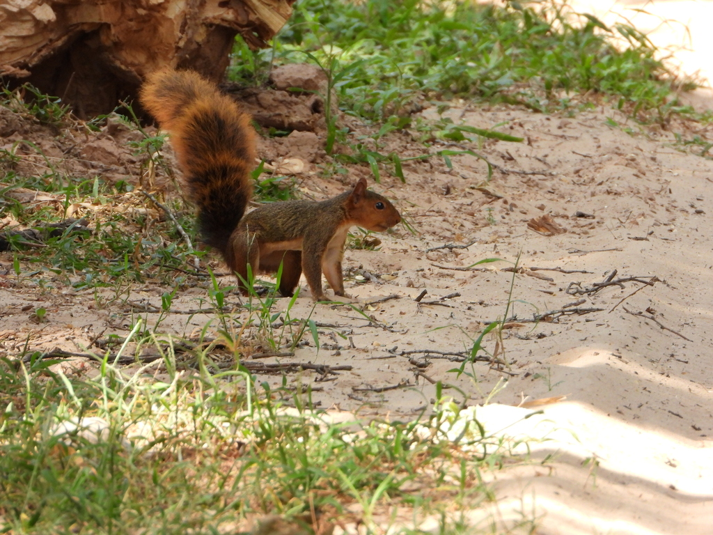 Southern Amazon Red Squirrel from Santa Cruz de la Sierra, Bolivia on