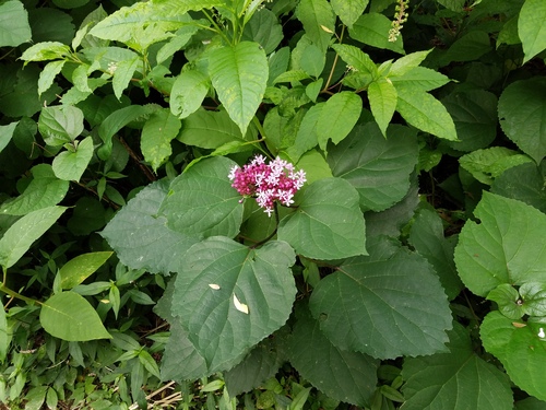 Clerodendrum bungei