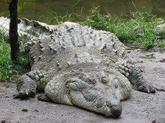 Crocodylus intermedius