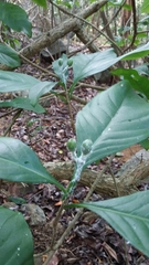 Eumachia microdon