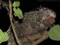 Coendou longicaudatus