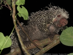 Coendou longicaudatus