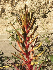 Tillandsia calothyrsus