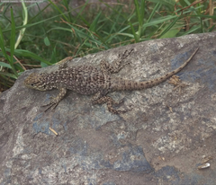 Stenocercus crassicaudatus