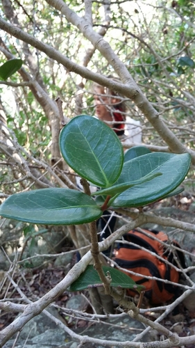 Eugenia sessiliflora