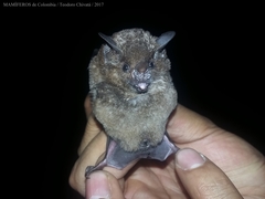 Seba's Short-Tailed Bat photo 5