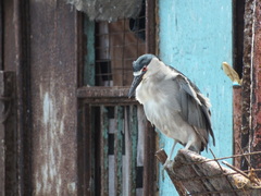 Nycticorax nycticorax