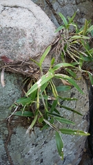 Epidendrum ciliare