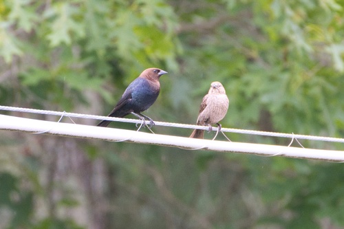 Brown-headed Cowbird photographed in New Hampshire