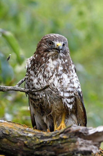 Broad-winged Hawk photographed in South Dakota