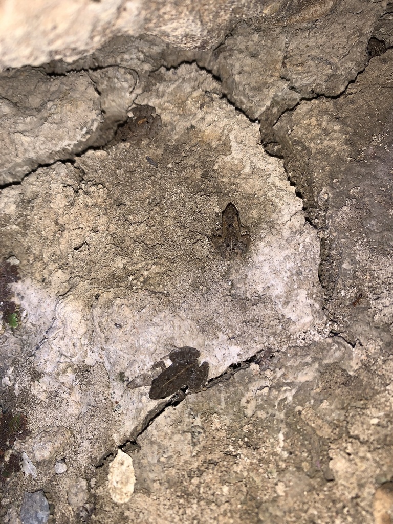 Pseudopaludicola motorzinho